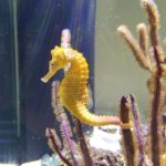 yellowseahorse